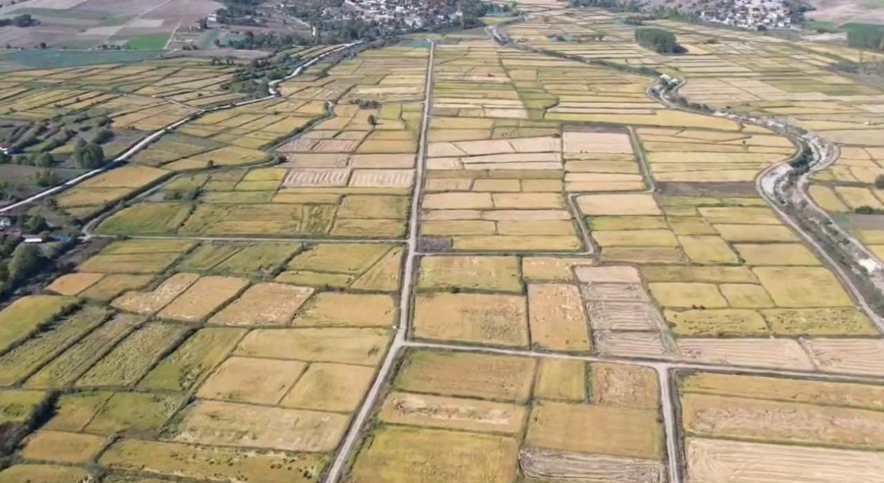 Saraydüzünde çeltik hasadı başladı