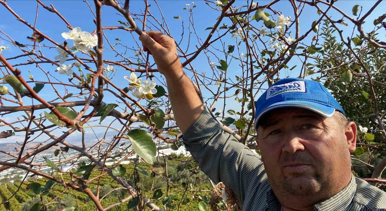 Sarıgölde armut ağacı ikinci kez çiçek açtı