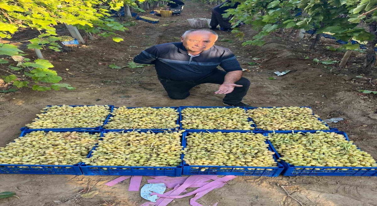 Sarıgölde üzüm hasadı hız kesmeden devam ediyor