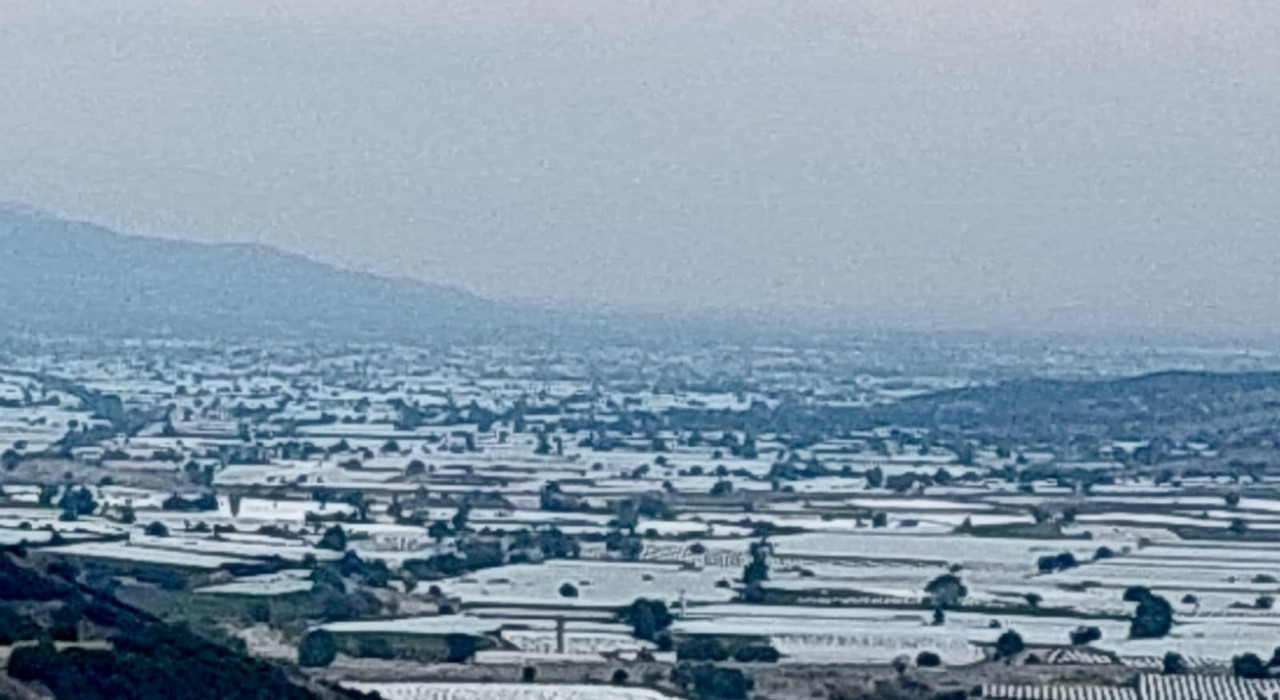 Sarıgölde üzüm üretici ihracatın hız kazanmasını bekliyor