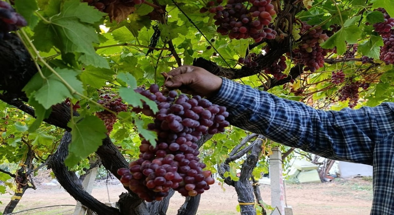 Sarıgöllü üreticiden 1 kilo 740 gramlık üzüm salkımı