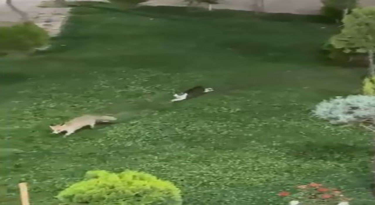 Şemdinlide kedi ile tilkinin oyun keyfi