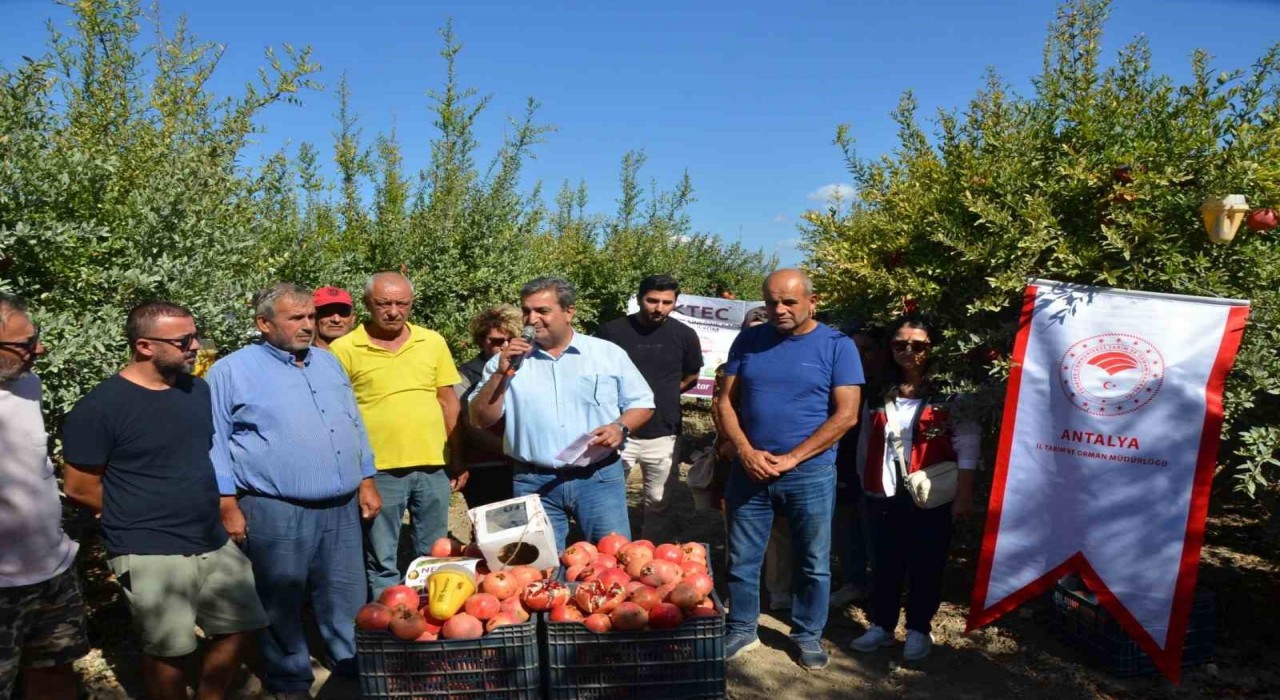 Serikte nar hasadı başladı