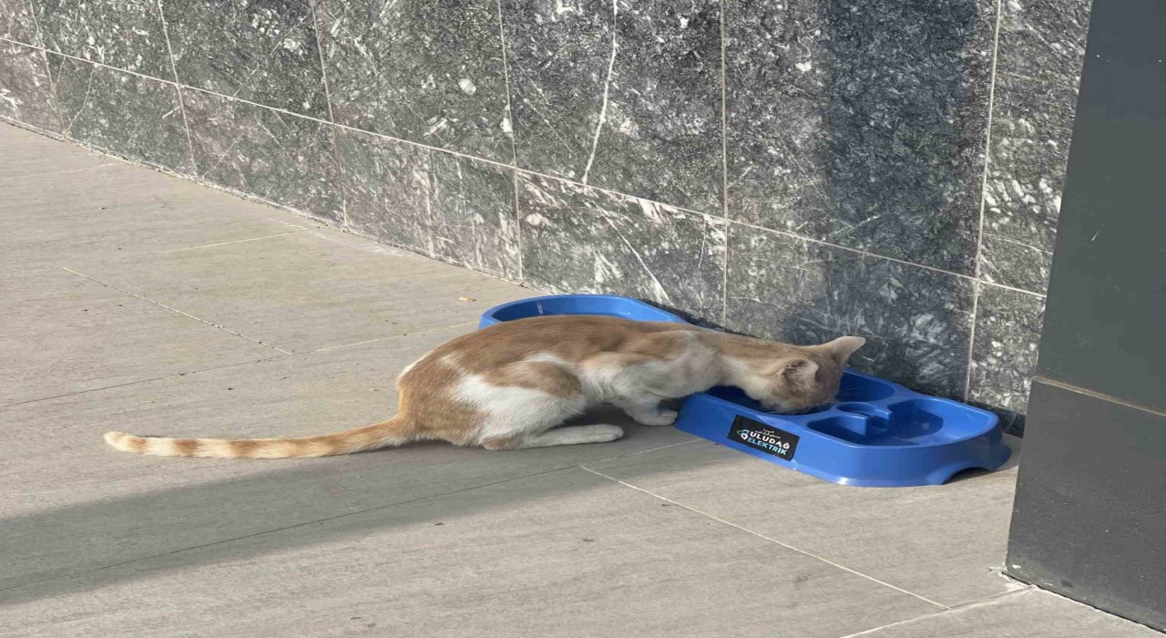 Sevgimiz, Enerjimiz Sizinle Projesi sokak hayvanlarına umut oldu