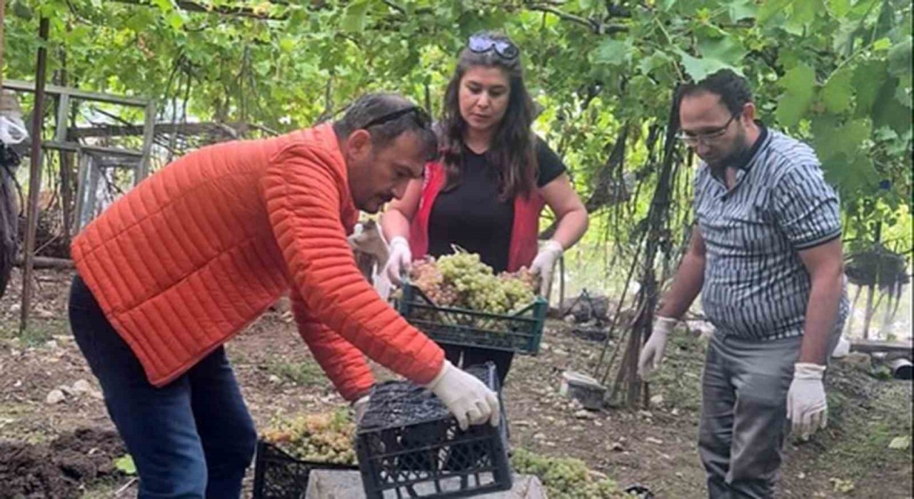 Seydikemerde bazı üzümlerde yasaklı aktif madde tespit edildi