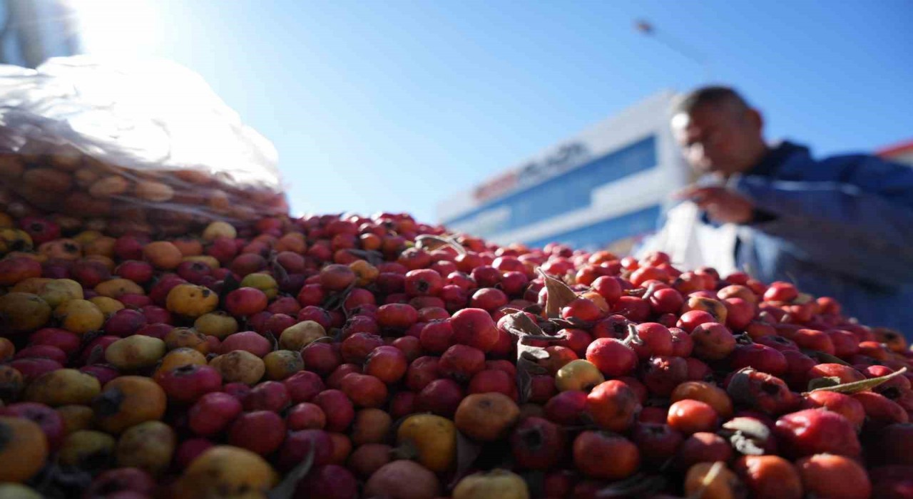 Seyyar doktor dağ bitkileriyle şifa dağıtıyor