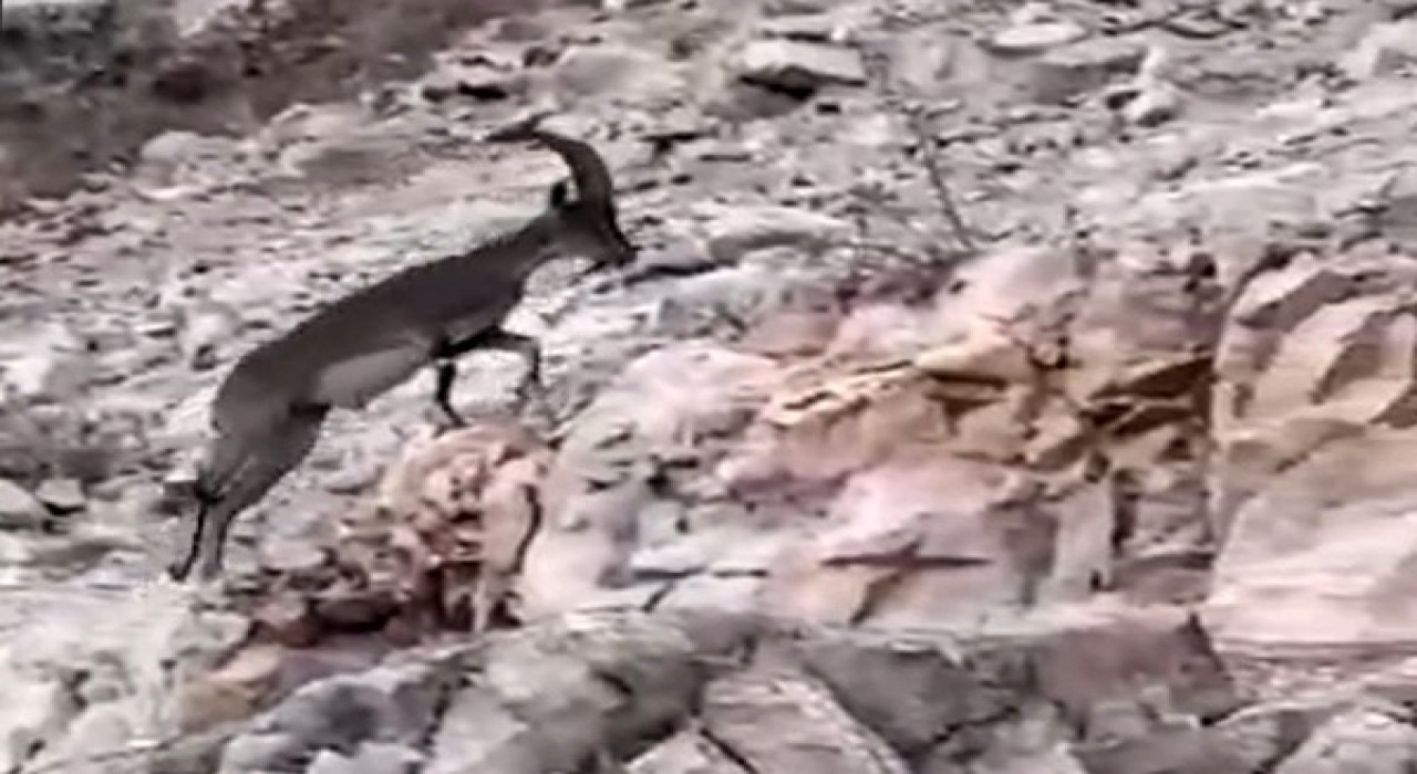 Siirtte nesli tükenme tehlikesi altındaki yabani dağ keçisi görüldü