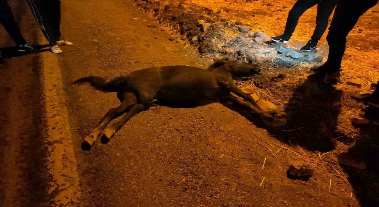 Siirtte otomobil ile at çarpıştı: 1 yaralı