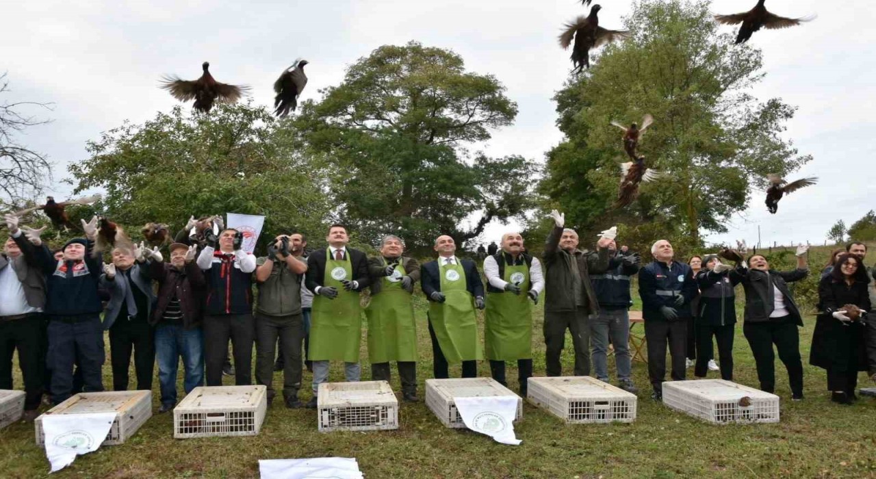 Sinopta 250 sülün kuşu doğaya bırakıldı