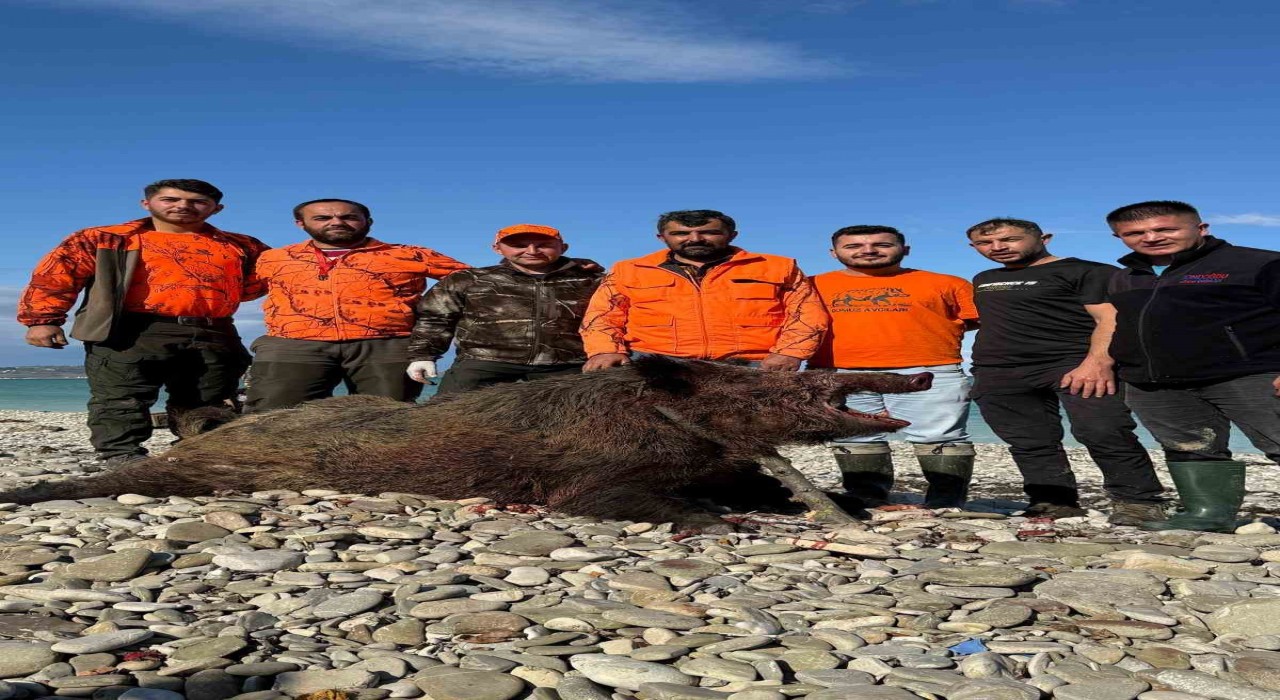 Sinopta avcılar 300 kiloluk domuz avladı