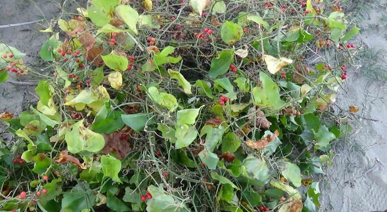 Sinopta Roman vatandaşların kokina mesaisi: İstanbuldan gelip topluyorlar