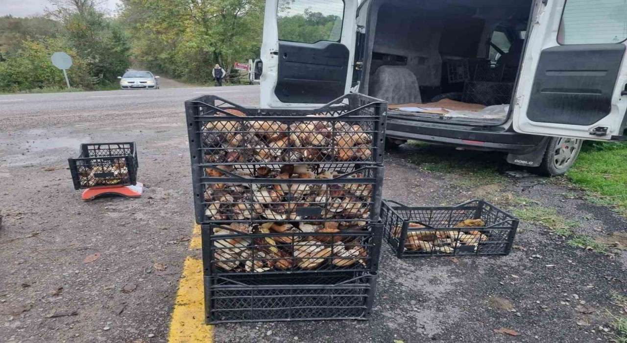 Sinoptan Avrupaya mantar ihracatı