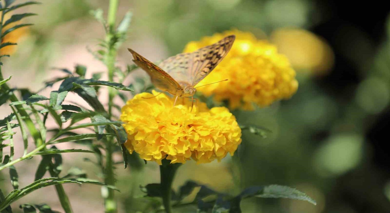 Şırnakta soğuklar geldi, kelebeklerin son dansı başladı