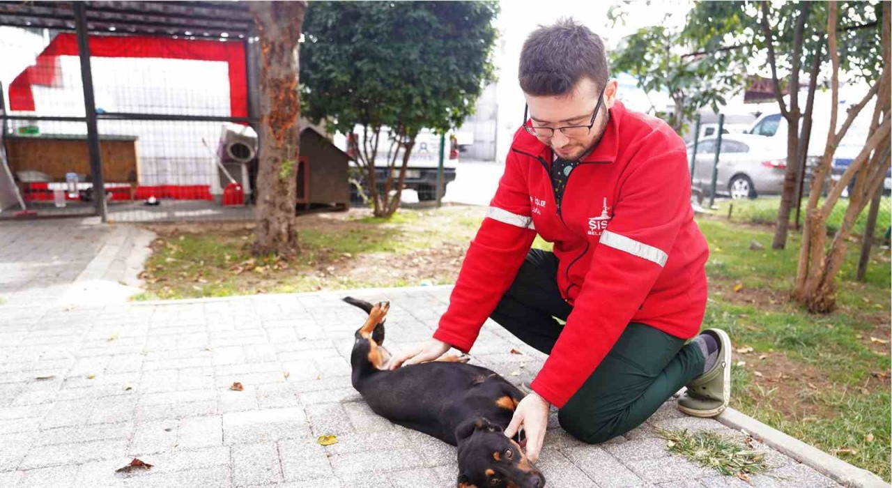 Şişli Belediyesinden sokak hayvanlarına şefkat eli