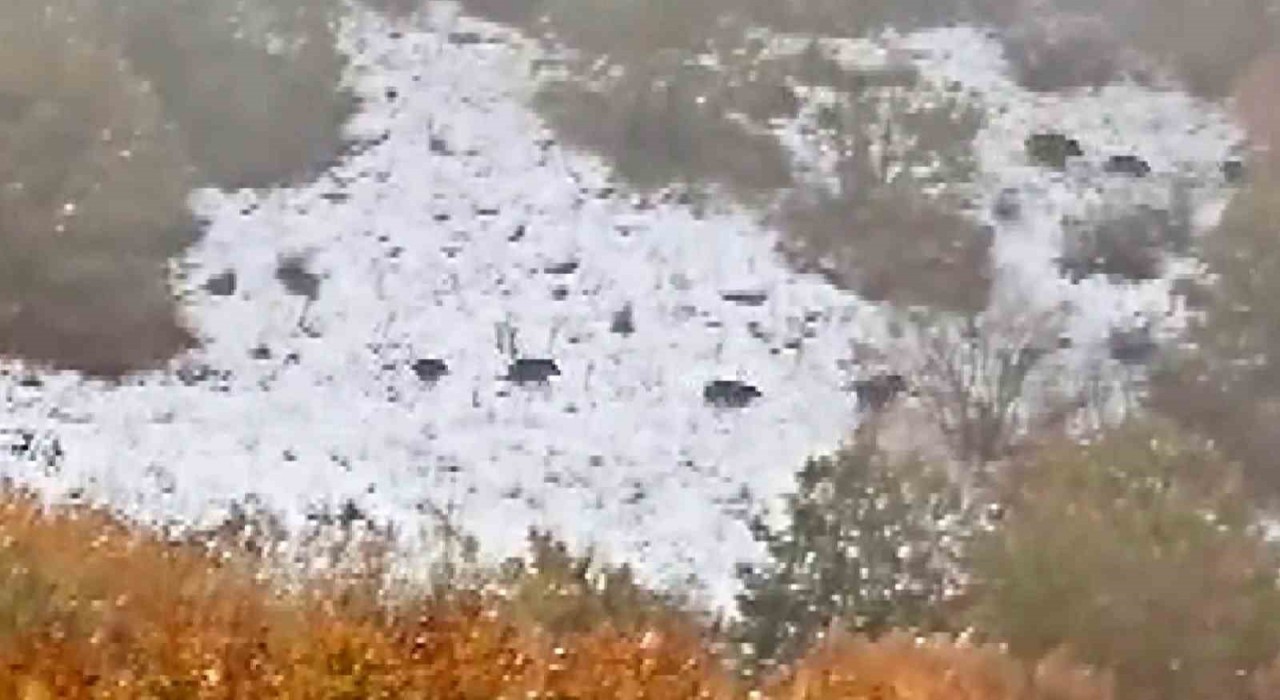 Sivasın Çeltek köyünde yaban domuzu sürüsü görüntülendi