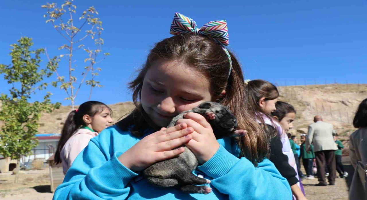 Sivasta öğrenciler, Anadolunun aslanı kangallarla buluştu