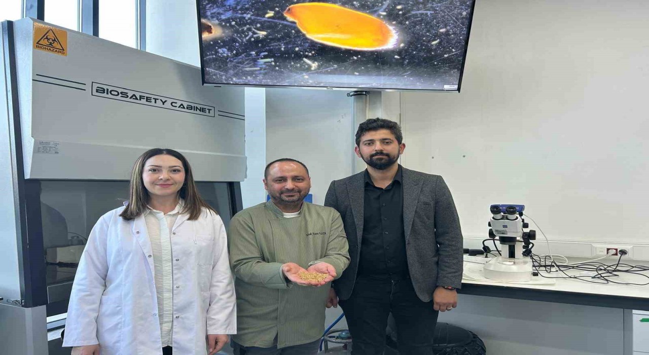 Sivasta yerli zeron buğdayından organik bulgur üretildi