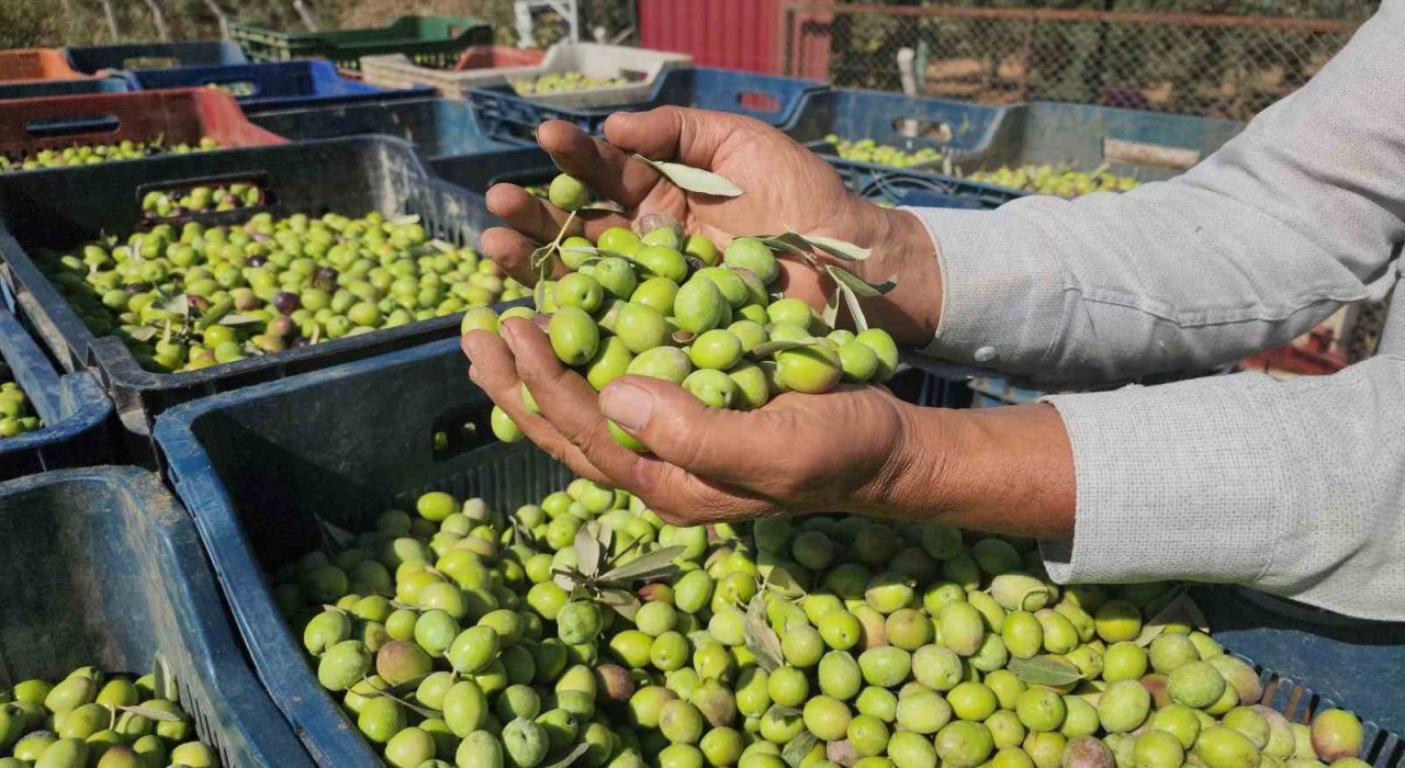 Sofralık zeytinde bereketli hasat, kilogram fiyatı 55 TLden tarladan alıcı buluyor