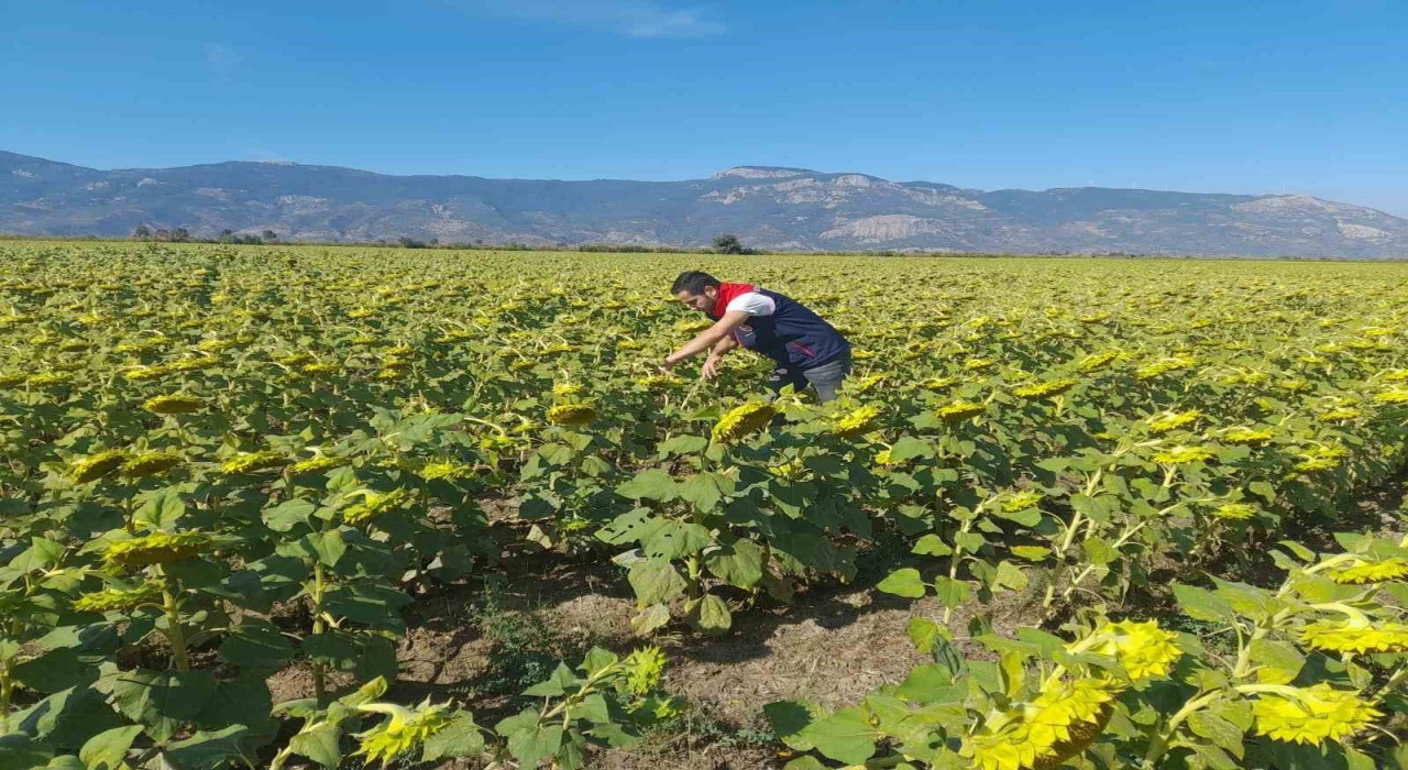 Sökede 2025 yılı destekleme ürün çalışmaları yapıldı
