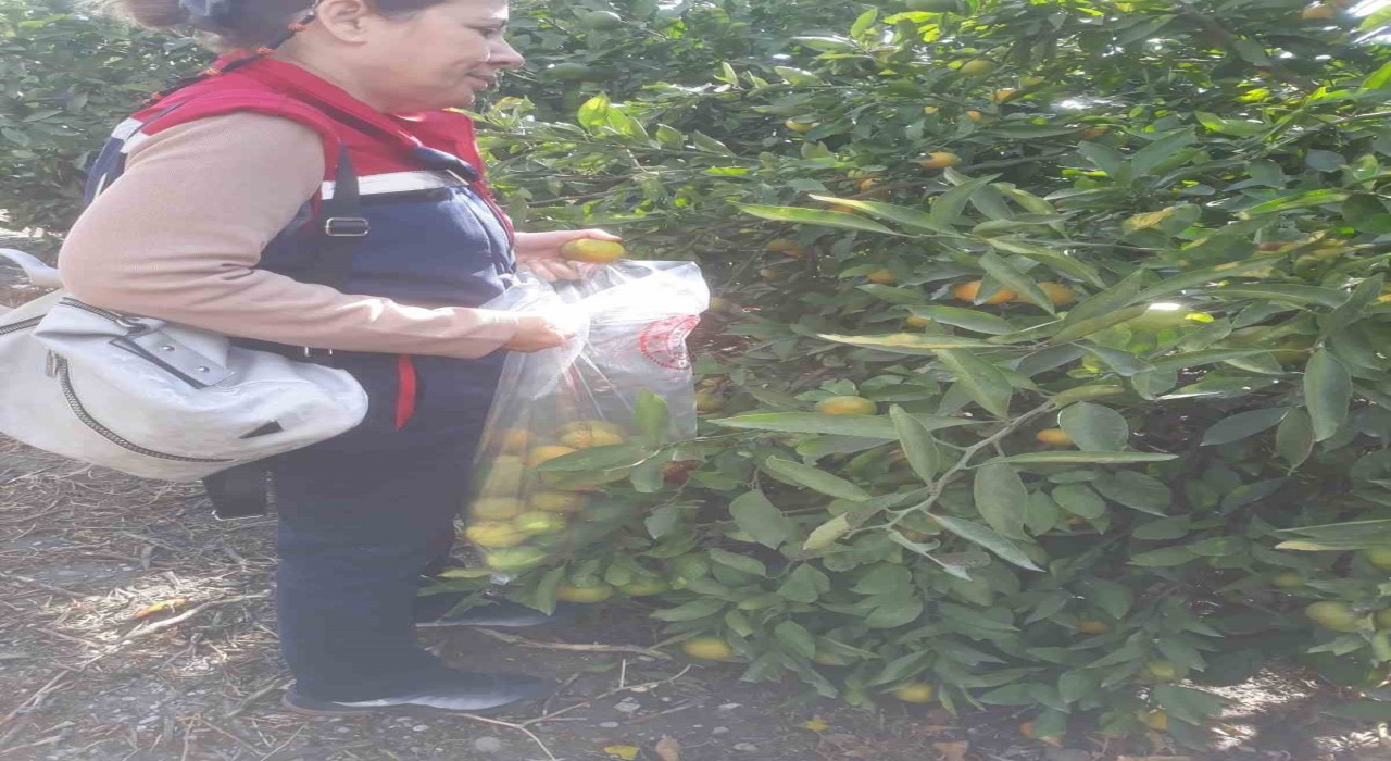 Sökede hasat öncesi numune alımları yapıldı