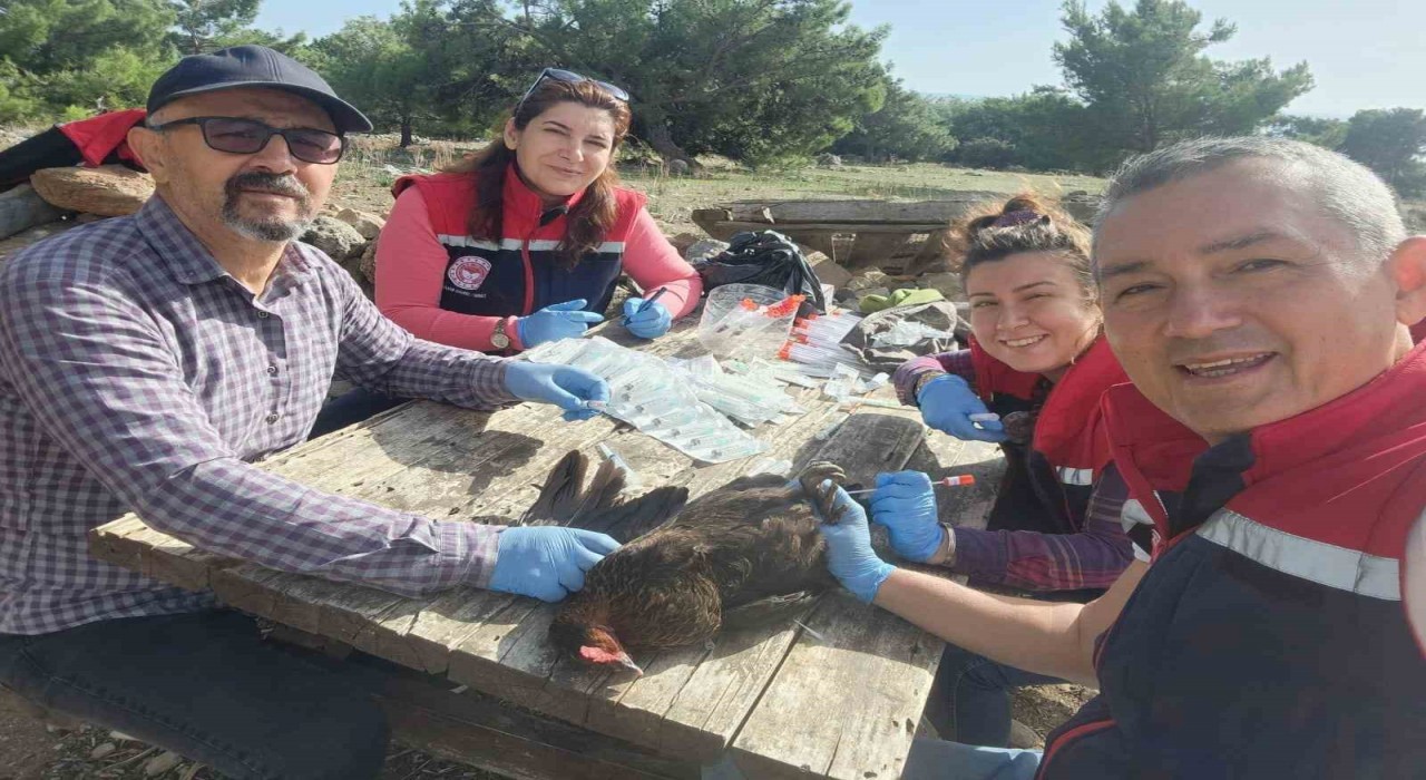 Sökede kırsal mahallelerdeki tavuklardan kuş gribi numunesi alındı