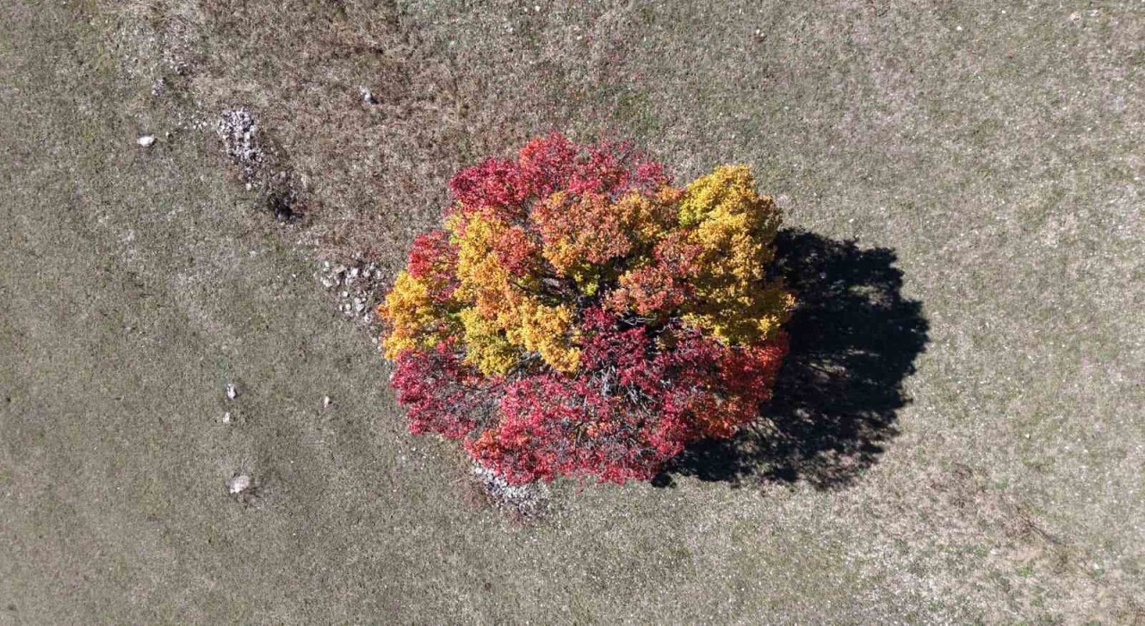 Sonbahar Karadenizde ilk bu köye uğruyor