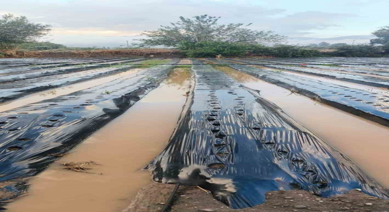 Sultanhisarda sağanak çilek tarlalarını vurdu