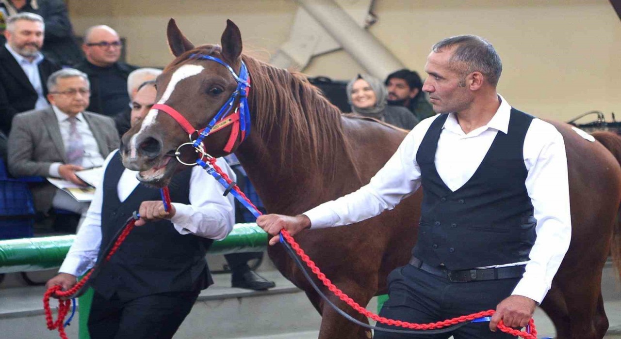Sultansuyunun şampiyon tayları Veliefendide rekor fiyatlara satıldı