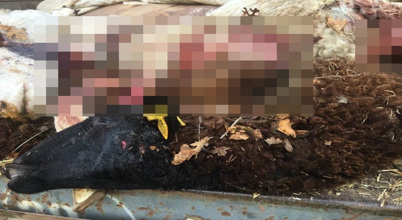 Sürüden ayrılan koyunları kurt telef etti