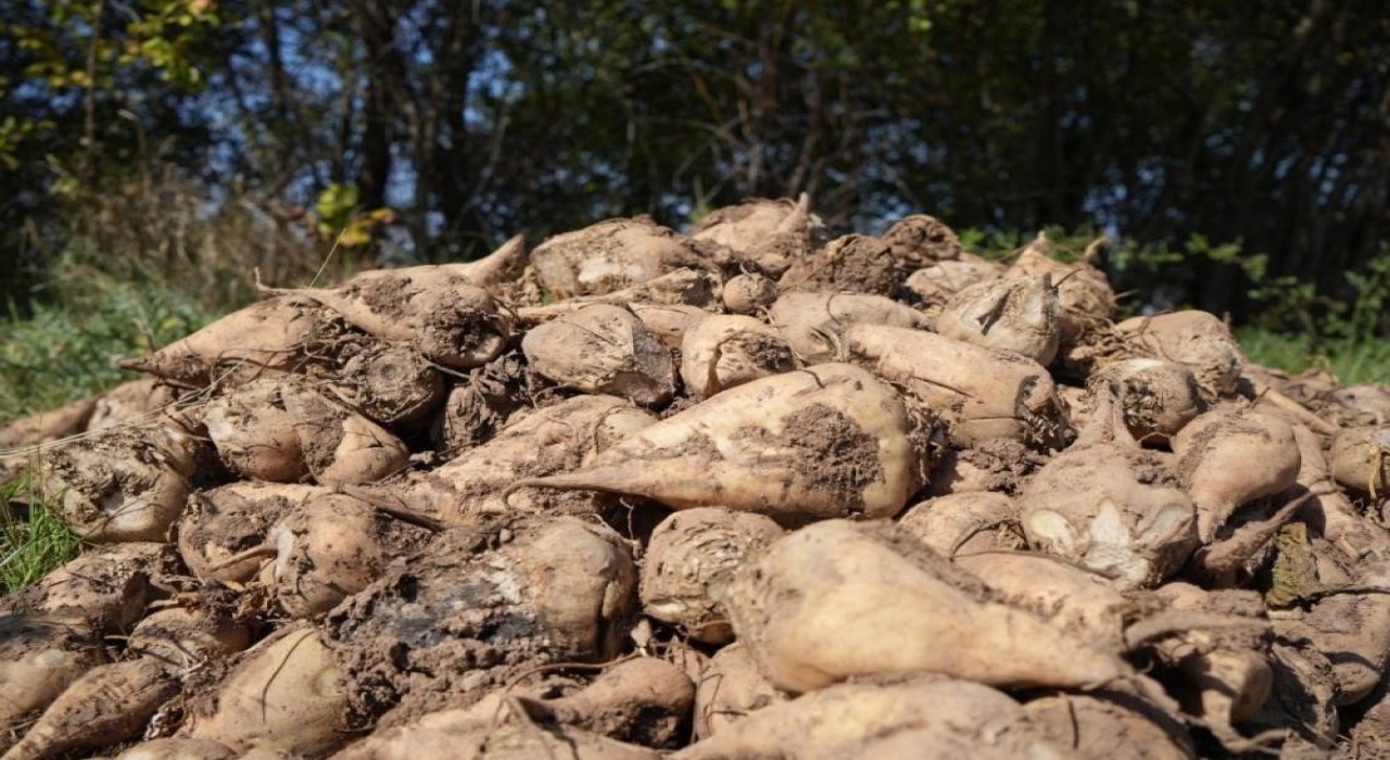 Tarım Bakanlığı: Kuraklık nedeniyle şeker pancarı üretimini kısıtlamayacağız