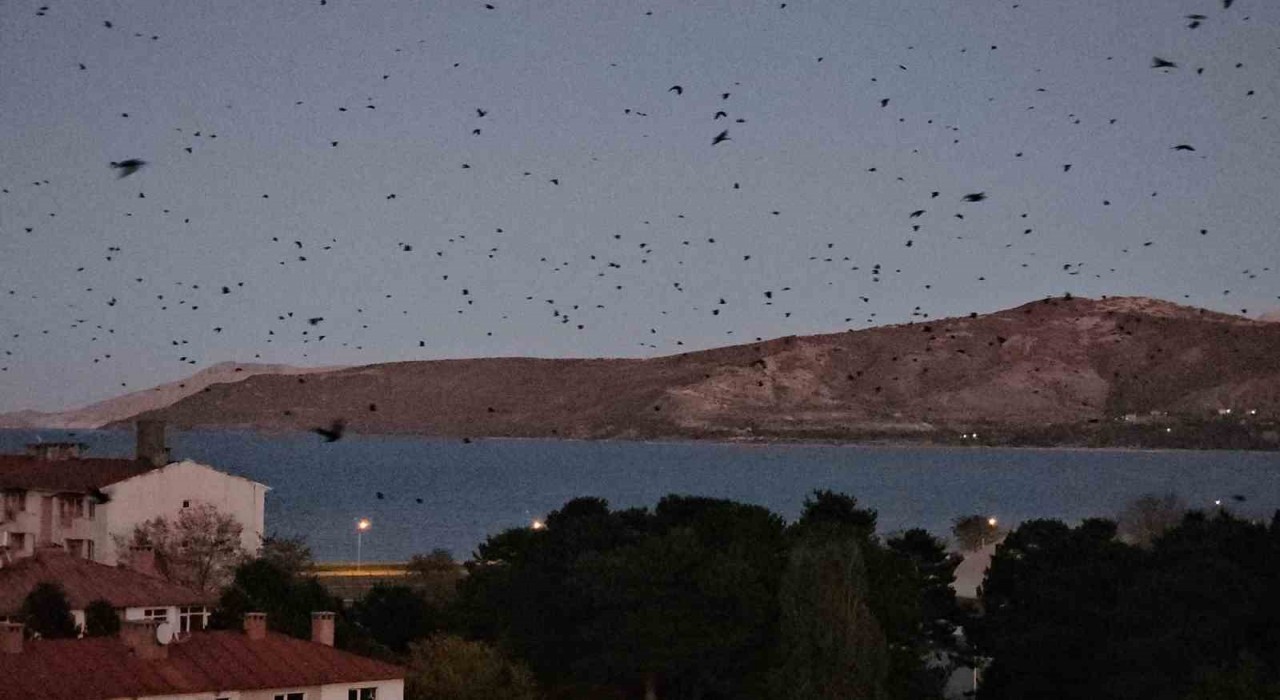 Tatvanda gökyüzü kargalarla karardı