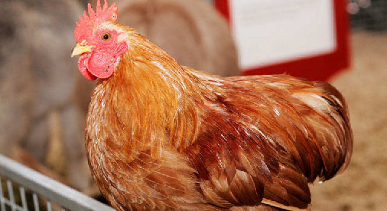 Tavuk Eti Üretimi Ağustosta Arttı, Yumurtada Düşüş Yaşandı