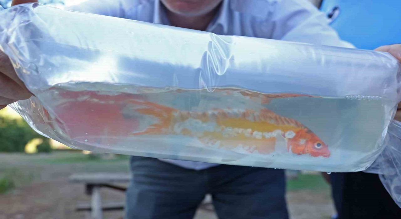 Taylandtan süs balıkları, Tokattan horoz, İstanbuldan kalkan balığı