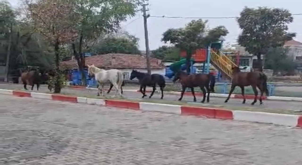 Tekirdağda başıboş atlar trafiği tehlikeye soktu
