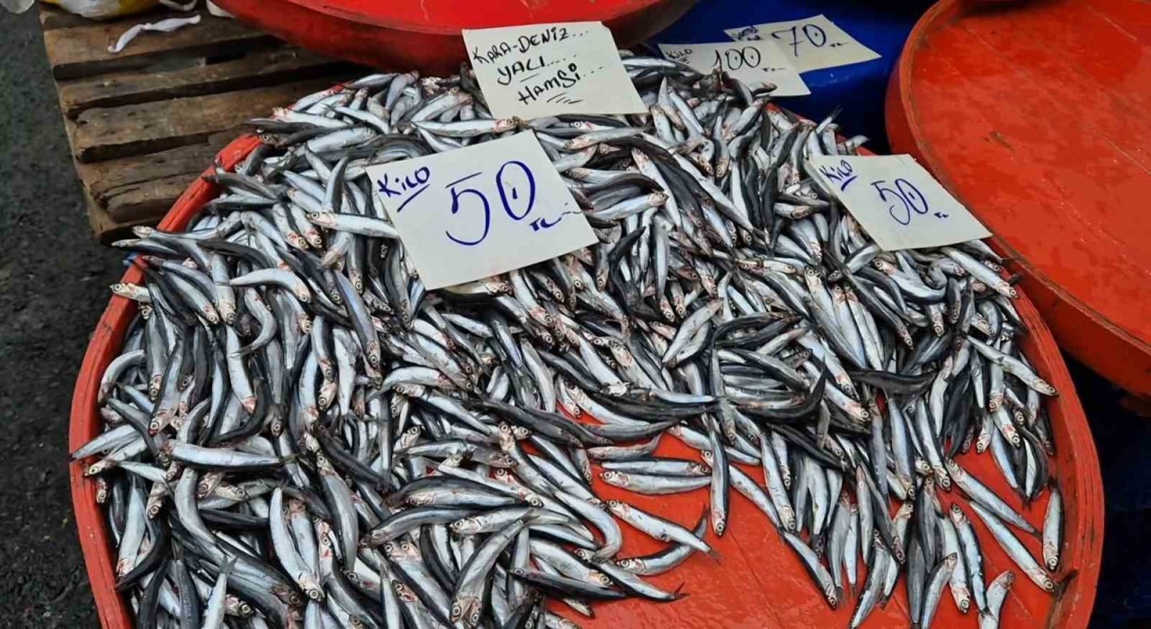 Tekirdağda hamsinin kilosu 50 liraya kadar düştü