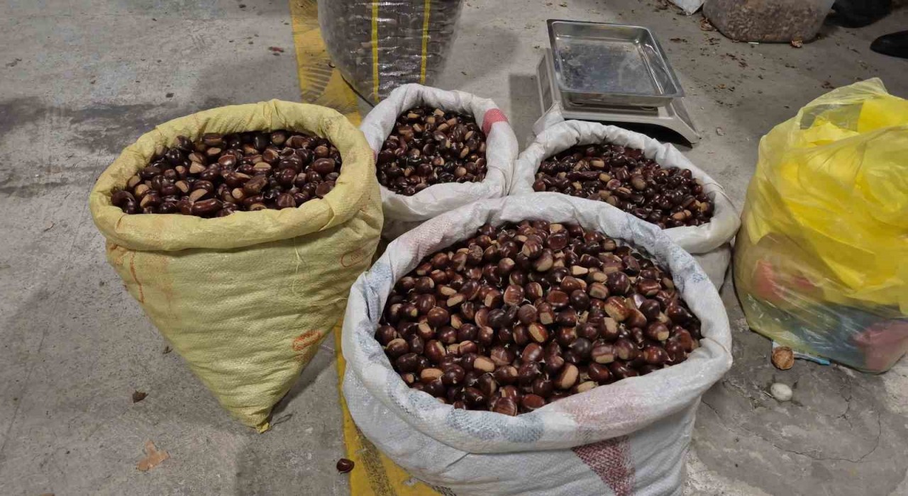 Tescilli lezzet pazara indi: Düzcenin coğrafi işaretli kuzu kestanesi tezgahlardaki yerini aldı