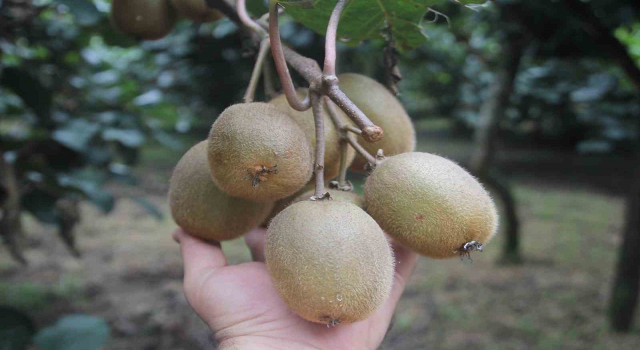 Tescilli Ordu kivisinde rekolte yarıya düştü