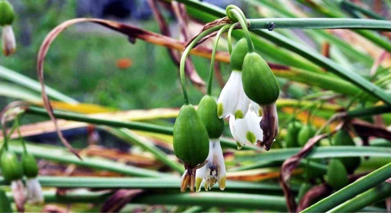 Tıbbi ve aromatik bitki üretiminden 1,2 milyon TL gelir