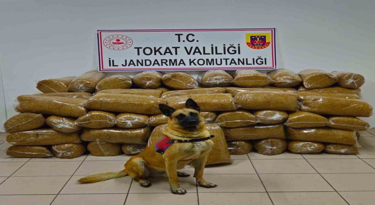 Tokatta 450 kilo kaçak tütün yakalandı