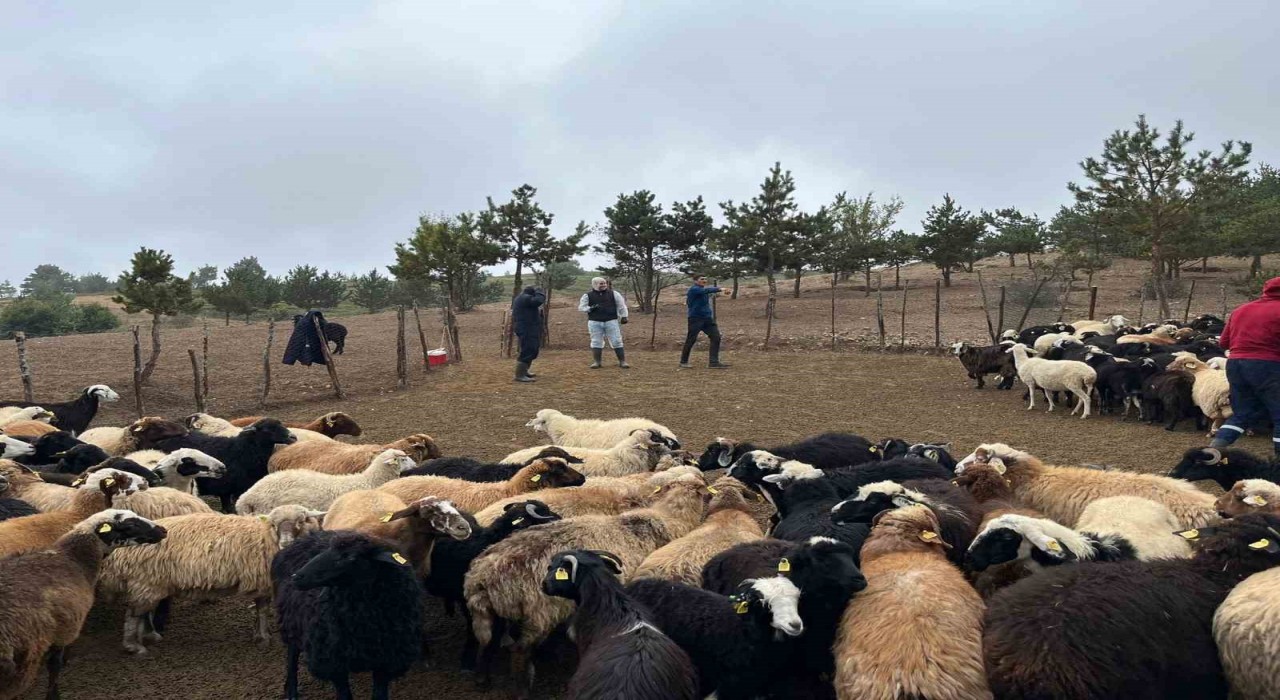 Tokatta çobanlara hayvan sağlığı eğitimi
