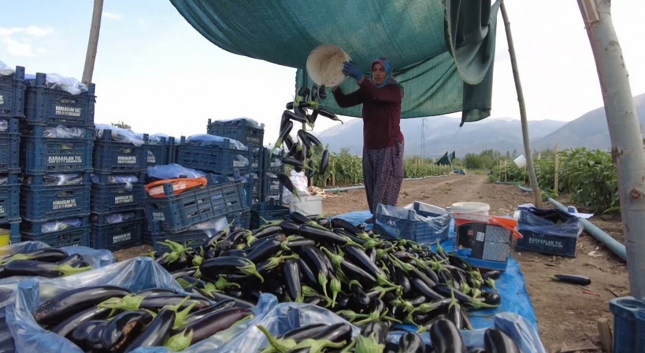 Toplu Sera Bölgesi Erzincanda 700 kişiye istihdam sağlayacak, ekonomiye yıllık 350 milyon TLlik katkı sunacak