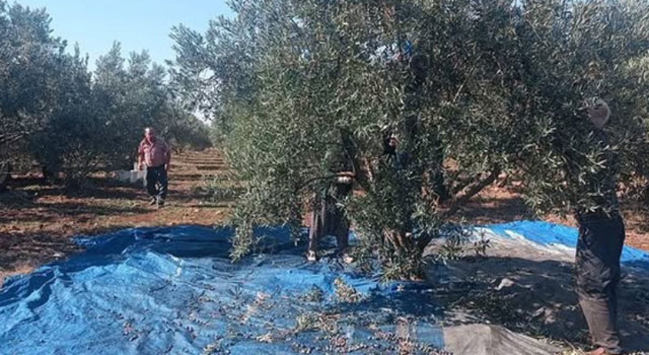 Toprakkale’de Zeytin Hasadı Başladı
