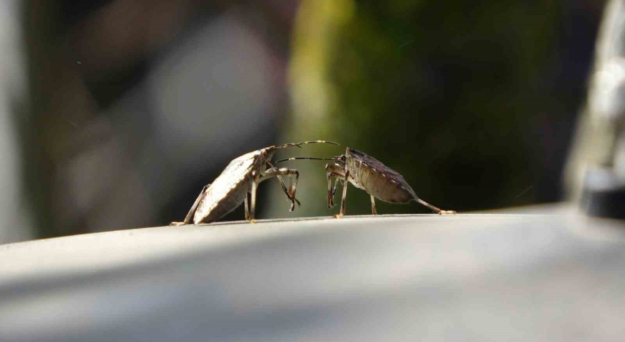 Trabzonda kahverengi kokarca alarmı