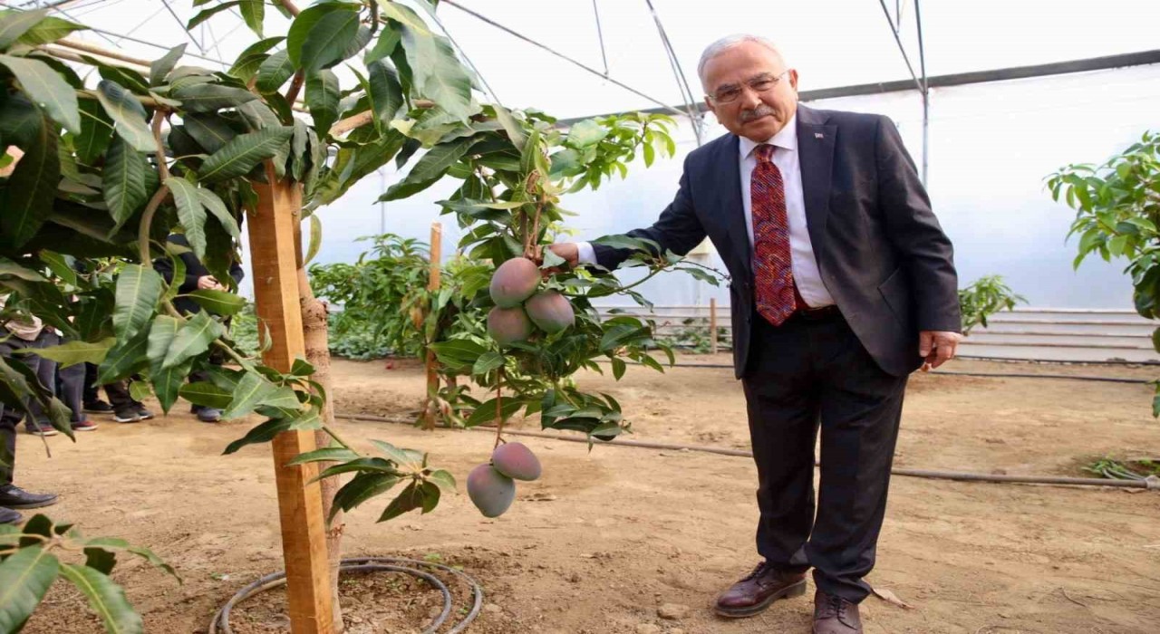 Tropik bitkilerden sebzeye: Öğrenciler seralarda deneyim kazanıyor