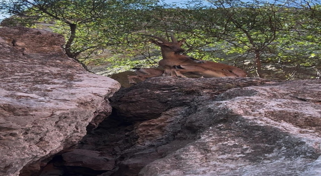 Tuncelide dağ keçileri yerleşim yerlerine kadar indi