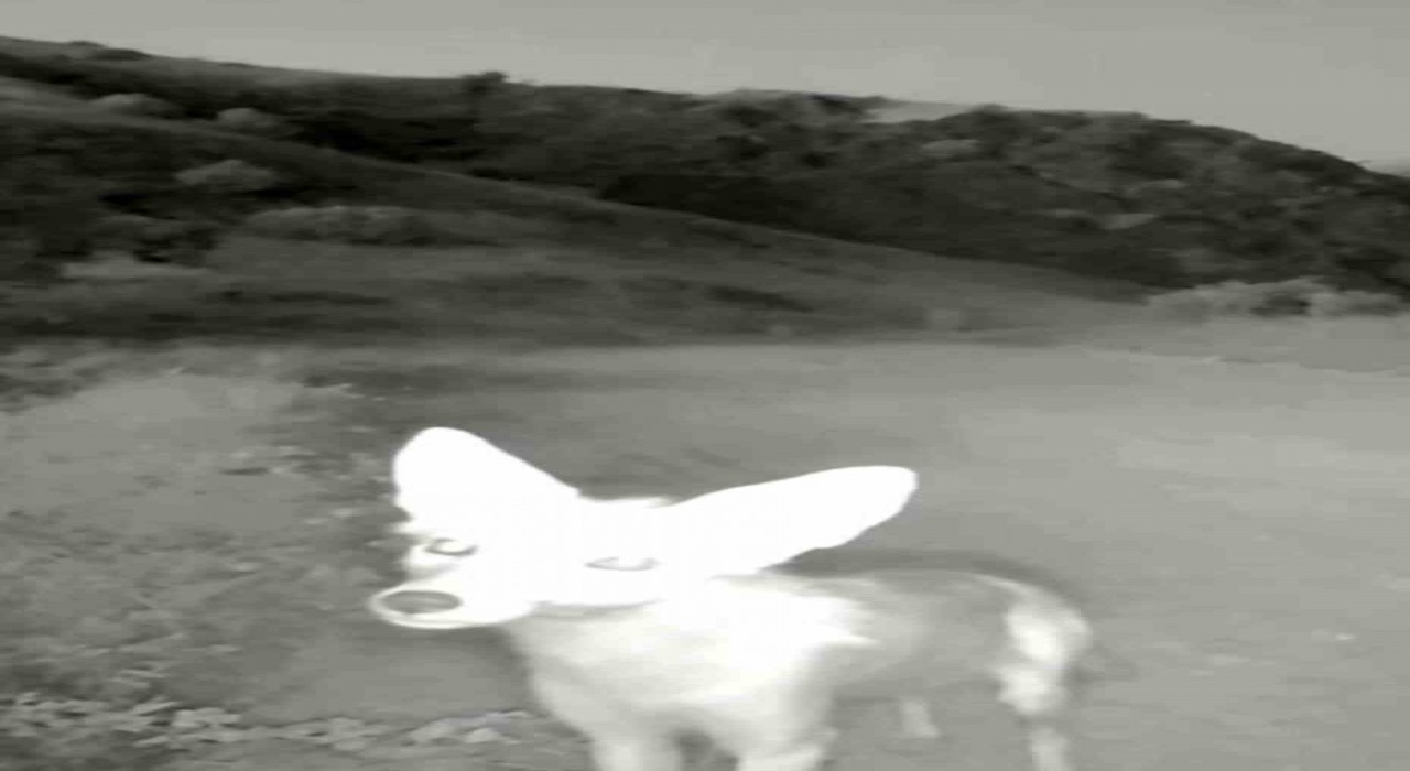 Tuncelide yaban hayatı kameraya yansıdı