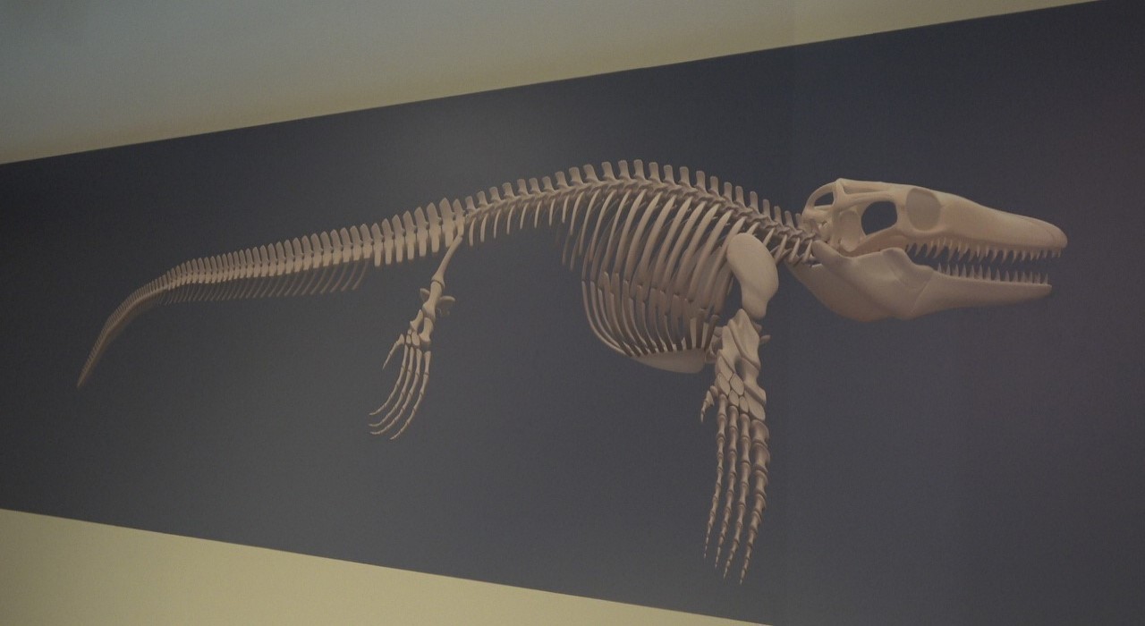 Türk profesör, Asyada ilk kez keşfedilen denizlerin dinozorunu anlattı