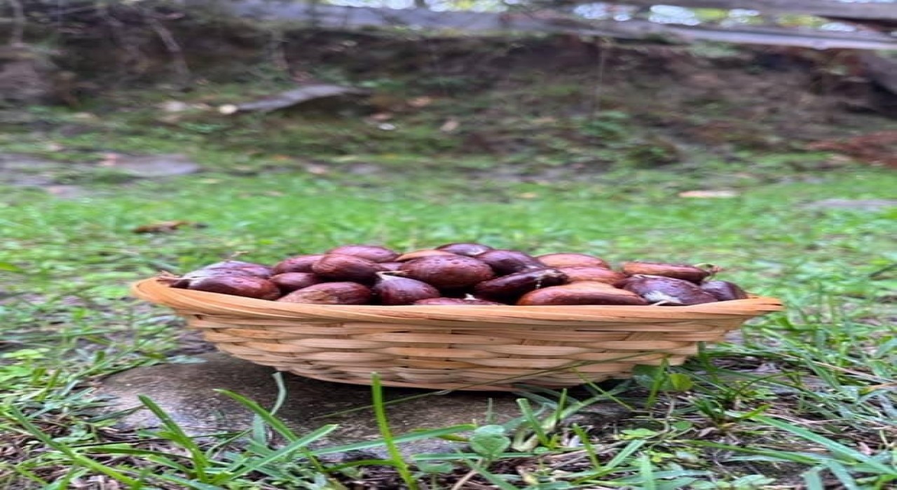 Türkelide kestane sezonunda vatandaşlar ormana akın etti