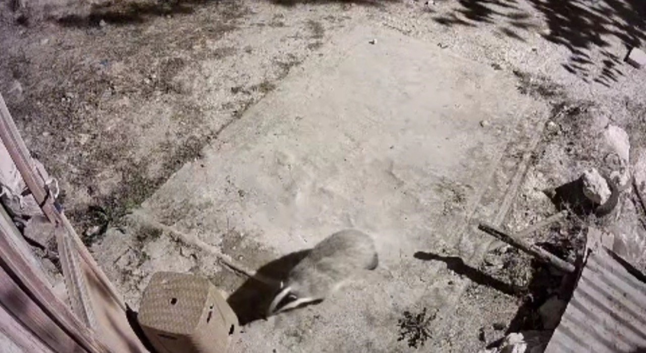 Türkiyede nadir görülen bal porsuğu ile sansar kameralarında