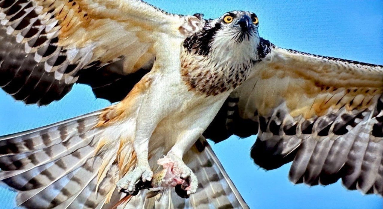 Türkiyede nadir görülen balık kartalı Bursada görüntülendi